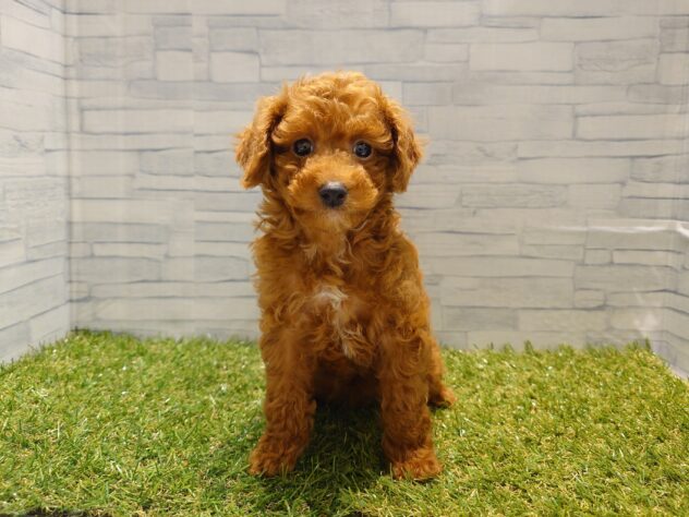 新潟県のトイプードル(トイ) (アミーゴ新発田店/2025年2月8日生まれ/女の子/レッド)の子犬
