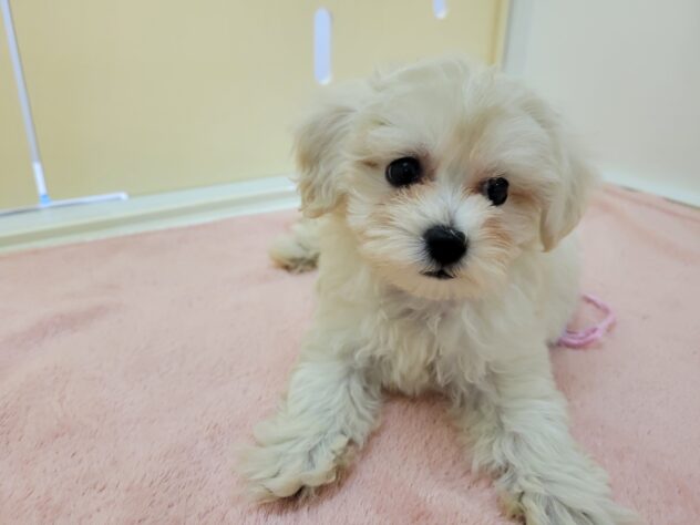 栃木県のハーフ犬・ミックス犬 (アミーゴ宇都宮簗瀬店/2025年2月23日生まれ/女の子/クリーム)の子犬