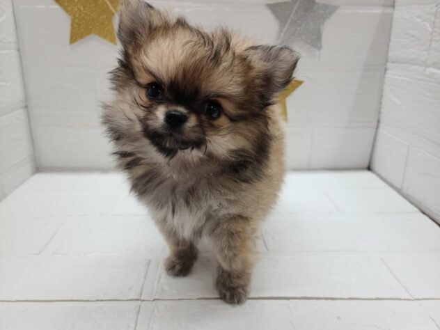 宮城県のハーフ犬・ミックス犬 (アミーゴ仙台富沢店/2025年2月23日生まれ/女の子/クリームセーブル)の子犬