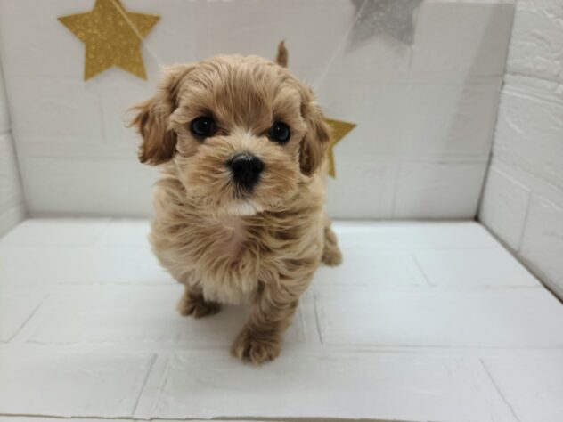 宮城県のハーフ犬・ミックス犬 (アミーゴ仙台富沢店/2025年2月25日生まれ/男の子/クリーム)の子犬