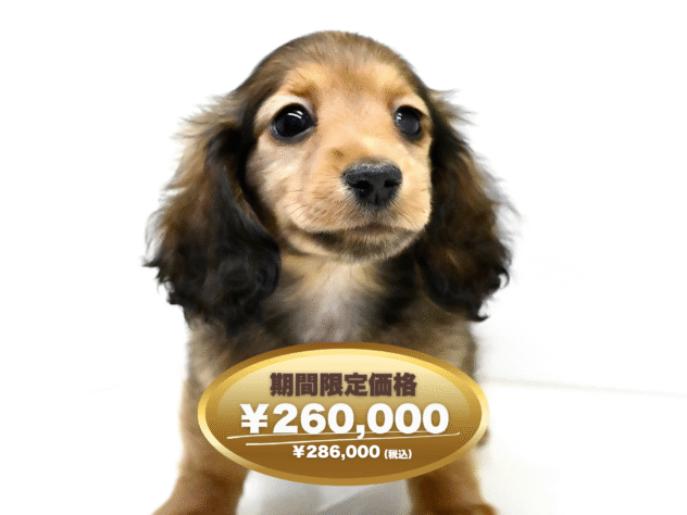 岡山県のカニンヘンダックスフンド(ロング) (アミーゴ大安寺店/2025年1月20日生まれ/女の子/レッド)の子犬