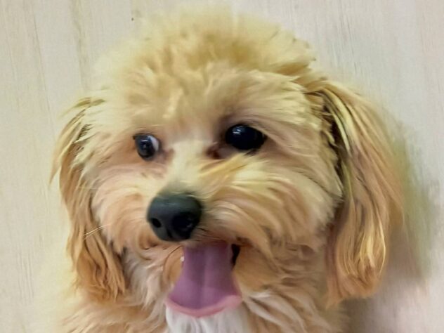 山形県のハーフ犬・ミックス犬 (アミーゴ米沢店/2024年9月12日生まれ/男の子/レッドホワイト)の子犬