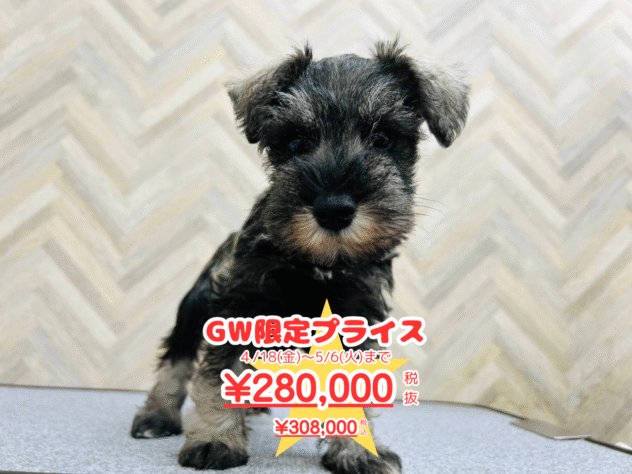 岡山県のミニチュアシュナウザー (アミーゴ水島店/2025年2月1日生まれ/女の子/ソルトペッパー)の子犬