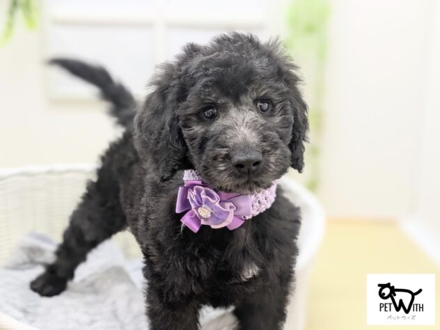 福島県のハーフ犬・ミックス犬 (アミーゴ会津若松店/2025年2月16日生まれ/男の子/シルバー)の子犬