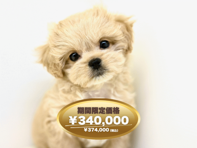 岡山県のハーフ犬・ミックス犬 (アミーゴ大安寺店/2025年1月20日生まれ/女の子/クリーム)の子犬