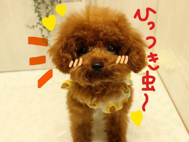 兵庫県のトイプードル(トイ) (アミーゴ加古川店/2024年11月12日生まれ/女の子/レッド)の子犬