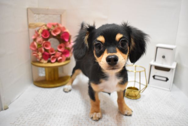 大阪府のハーフ犬・ミックス犬 (アミーゴ豊中服部店/2024年12月9日生まれ/男の子/ブラックタン)の子犬