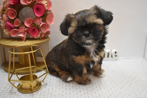 大阪府のハーフ犬・ミックス犬 (アミーゴ豊中服部店/2025年2月15日生まれ/女の子/レッド)の子犬