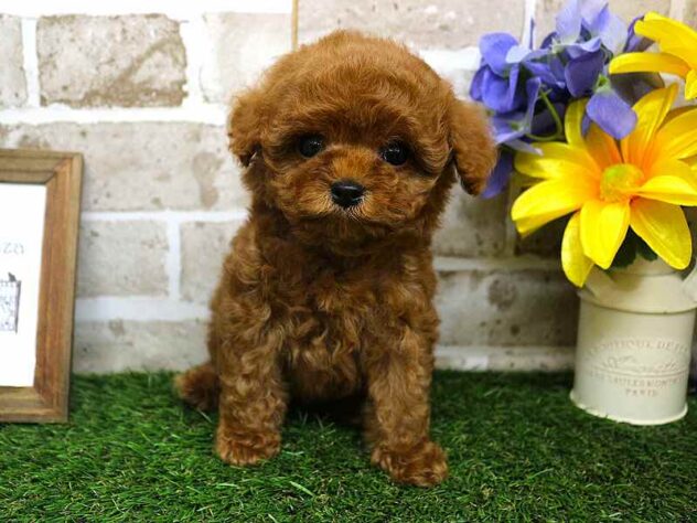 兵庫県のトイプードル(トイ) (アミーゴ神戸西店/2025年2月23日生まれ/男の子/レッド)の子犬