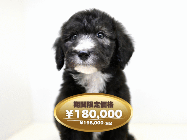 岡山県のハーフ犬・ミックス犬 (アミーゴ大安寺店/2025年1月27日生まれ/男の子/グレー)の子犬