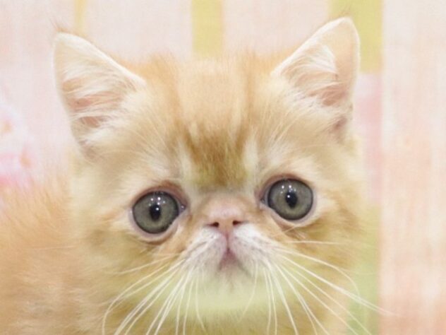 大阪府のエキゾチック (アミーゴ鳳店/2025年2月13日生まれ/男の子/レッドタビー)の子猫
