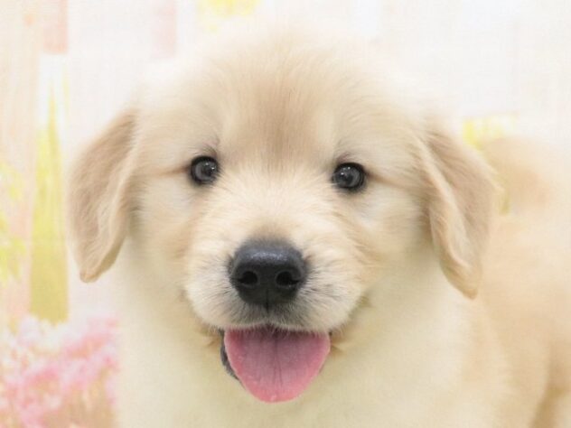 大阪府のゴールデンレトリバー (アミーゴ鳳店/2025年2月18日生まれ/男の子/ゴールド)の子犬