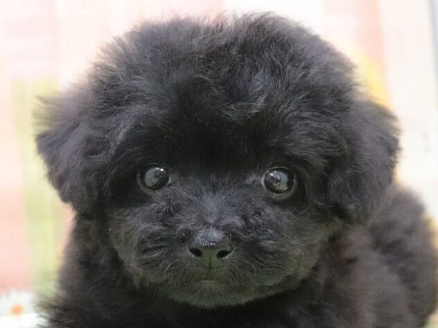 大阪府のトイプードル(トイ) (アミーゴ鳳店/2025年2月15日生まれ/男の子/ブラック)の子犬