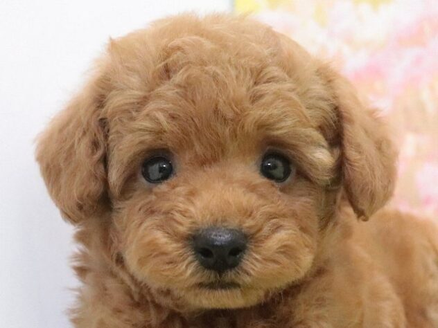 大阪府のトイプードル(トイ) (アミーゴ鳳店/2025年2月18日生まれ/男の子/レッド)の子犬