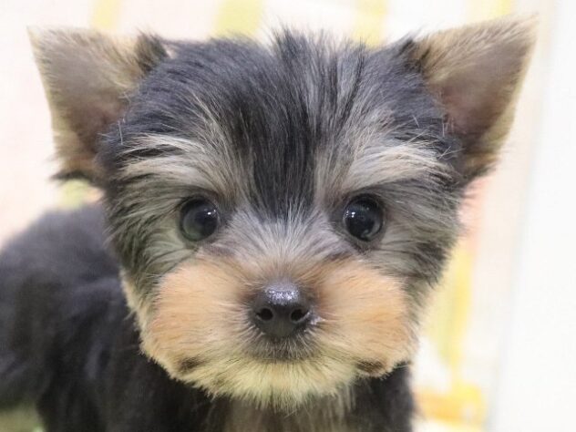 大阪府のヨークシャーテリア (アミーゴ鳳店/2025年2月18日生まれ/男の子/スチールブルータン)の子犬