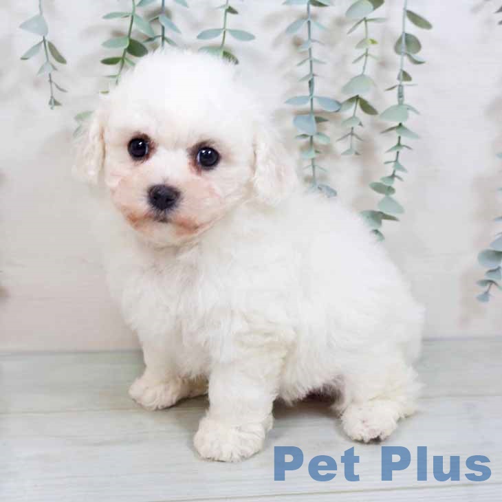 ペットワールド アミーゴ | ペットワールド アミーゴ 