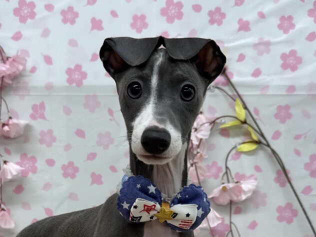 山形県のイタリアングレーハウンド (アミーゴ酒田店/2025年1月4日生まれ/男の子/ブルーホワイト)の子犬