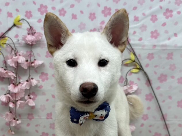 山形県のシバイヌ（柴犬） (アミーゴ酒田店/2024年11月26日生まれ/男の子/白)の子犬