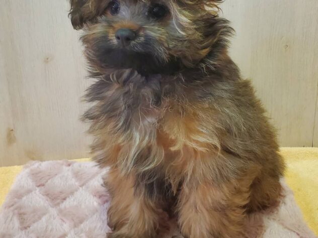 山形県のハーフ犬・ミックス犬 (アミーゴ米沢店/2025年1月7日生まれ/男の子/レッド)の子犬