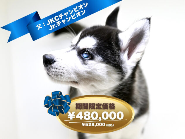 岡山県のシベリアンハスキー (アミーゴ大安寺店/2025年2月9日生まれ/女の子/ブラックホワイト)の子犬