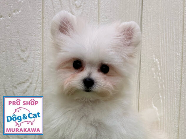 広島県のハーフ犬・ミックス犬 (アミーゴ大町店/2025年2月12日生まれ/女の子/クリーム)の子犬