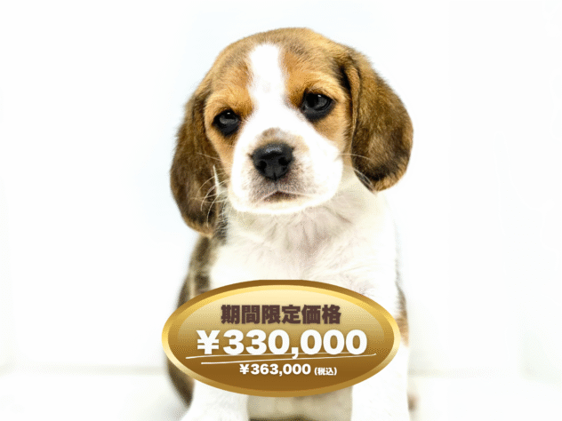 岡山県のビーグル (アミーゴ大安寺店/2025年2月10日生まれ/女の子/ハウンドカラー)の子犬