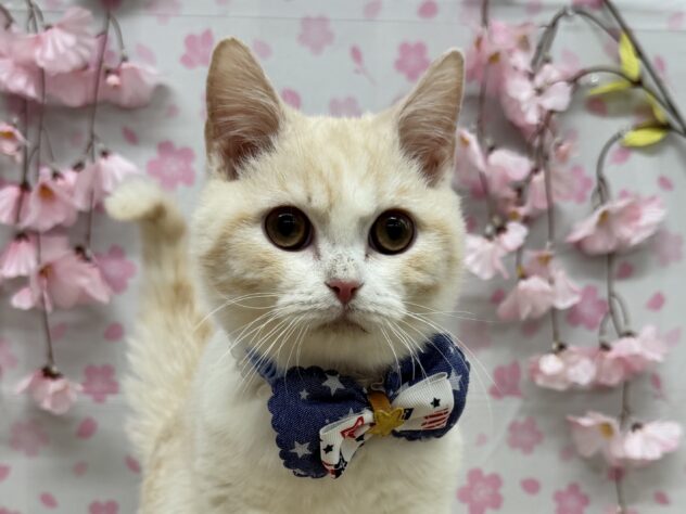 山形県のマンチカン (アミーゴ酒田店/2024年12月20日生まれ/男の子/クリームタビーホワイト)の子猫