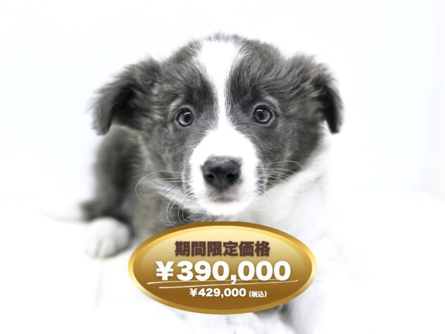 岡山県のボーダーコリー (アミーゴ大安寺店/2025年2月18日生まれ/女の子/ブルーホワイト)の子犬