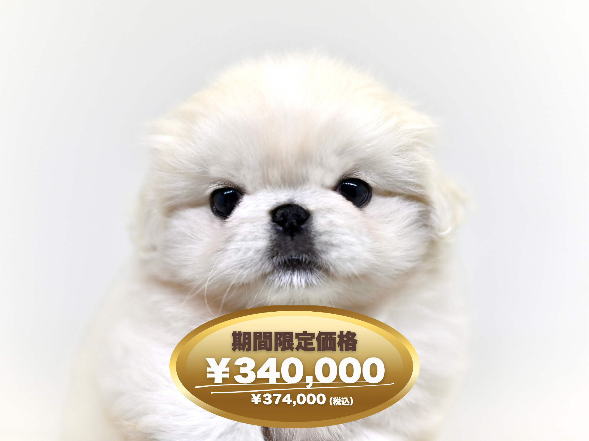 岡山県のペキニーズ (アミーゴ大安寺店/2025年2月7日生まれ/女の子/ホワイト)の子犬