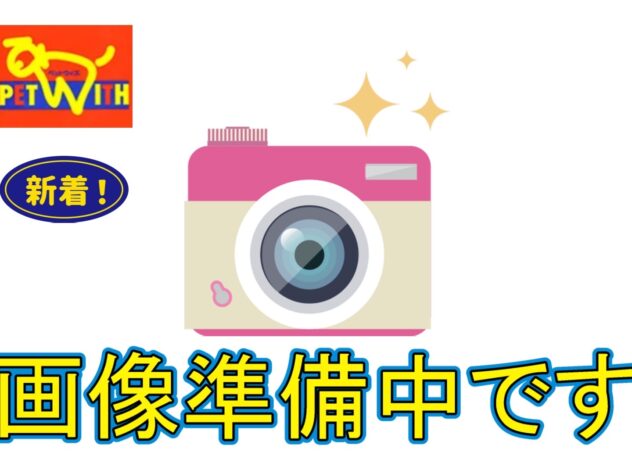 山形県のチワワ(ロング) (アミーゴ山形南店/2024年11月19日生まれ/男の子/ホワイトクリーム)の子犬
