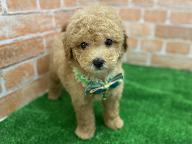 山形県の超小型犬 (アミーゴ山形南店/2025年2月22日生まれ/男の子/クリーム)の子犬