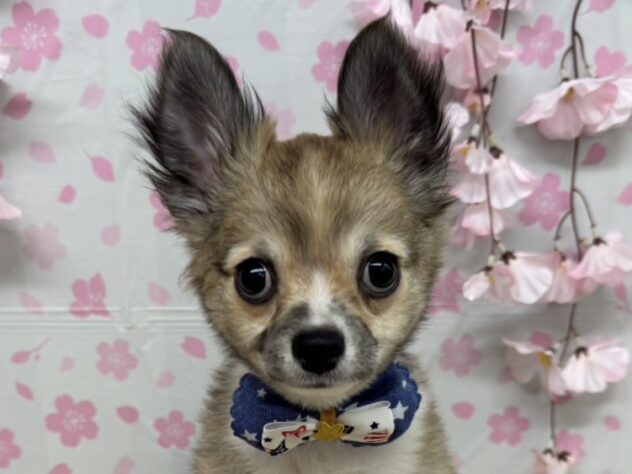 山形県のチワワ(ロング) (アミーゴ酒田店/2025年1月14日生まれ/男の子/フォーンホワイト)の子犬