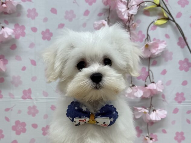 山形県のマルチーズ (アミーゴ酒田店/2024年12月19日生まれ/男の子/ホワイト)の子犬