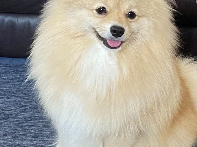 ティアラ👑