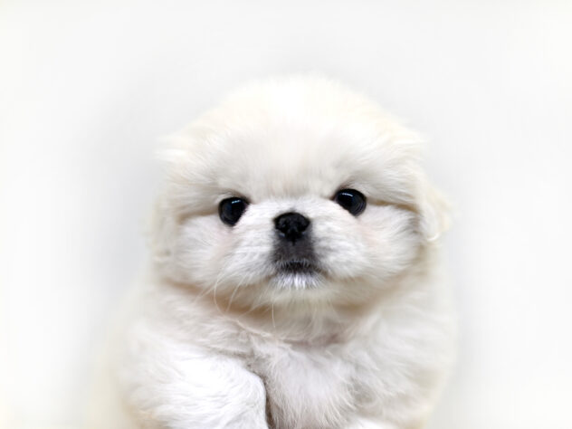 岡山県のペキニーズ (アミーゴ大安寺店/2025年2月7日生まれ/女の子/ホワイト)の子犬