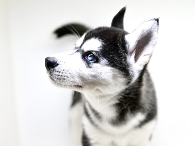 岡山県のシベリアンハスキー (アミーゴ大安寺店/2025年2月9日生まれ/女の子/ブラックホワイト)の子犬