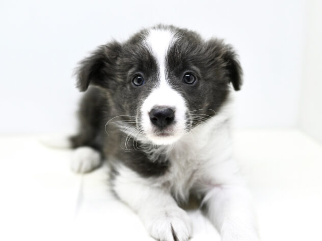 岡山県のボーダーコリー (アミーゴ大安寺店/2025年2月18日生まれ/女の子/ブルーホワイト)の子犬