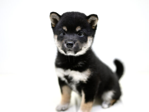 岡山県の豆柴 (アミーゴ大安寺店/2025年2月18日生まれ/女の子/黒)の子犬