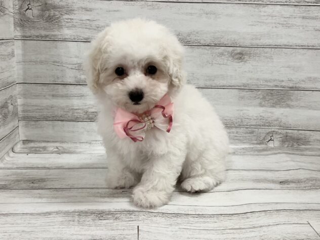 福島県のトイプードル(トイ) (アミーゴ小名浜店/2025年2月23日生まれ/女の子/ホワイト)の子犬