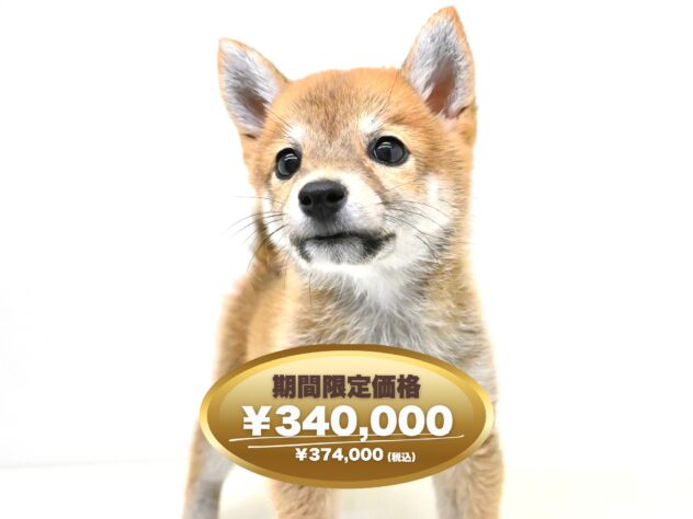 岡山県の豆柴 (アミーゴ大安寺店/2025年2月17日生まれ/女の子/赤)の子犬