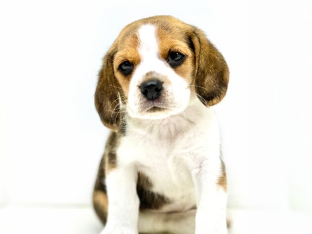 岡山県のビーグル (アミーゴ大安寺店/2025年2月10日生まれ/女の子/ハウンドカラー)の子犬