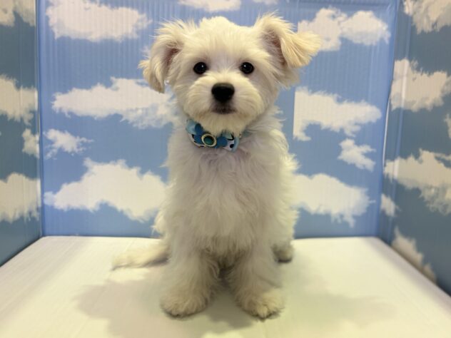 山形県のハーフ犬・ミックス犬 (アミーゴ山形北店/2024年10月18日生まれ/男の子/ホワイトクリーム)の子犬