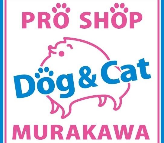広島県のビーグル (アミーゴ温品店/2025年2月10日生まれ/男の子/ブラックタンホワイト)の子犬