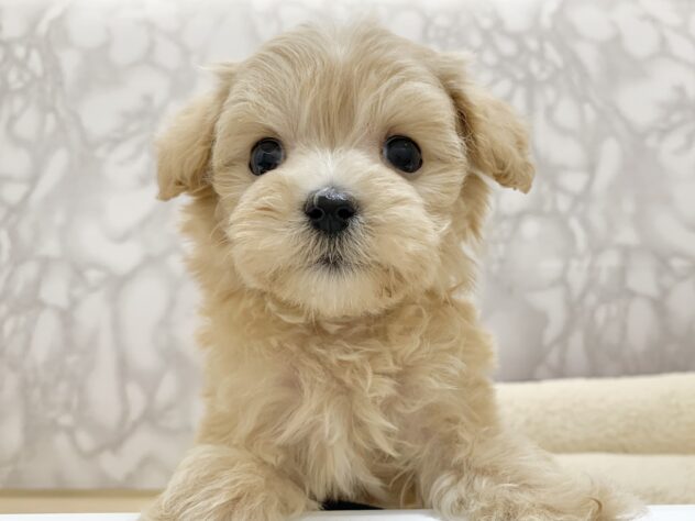 広島県のハーフ犬・ミックス犬 (アミーゴ宇品店/2025年2月12日生まれ/女の子/クリーム)の子犬