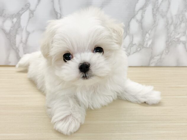 広島県のマルチーズ (アミーゴ宇品店/2025年2月8日生まれ/女の子/ホワイト)の子犬