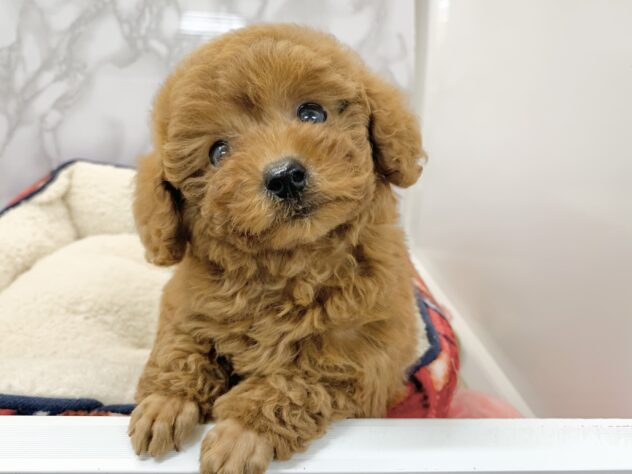 広島県のトイプードル(トイ) (アミーゴ宇品店/2025年2月9日生まれ/女の子/レッド)の子犬