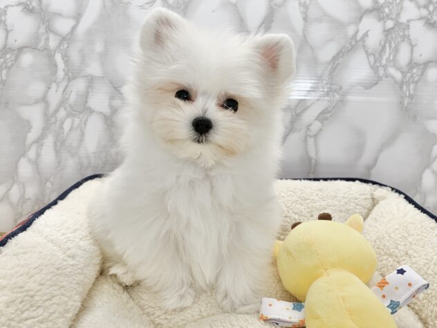 広島県のハーフ犬・ミックス犬 (アミーゴ宇品店/2025年2月12日生まれ/女の子/クリーム)の子犬