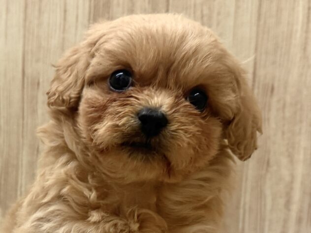 広島県のハーフ犬・ミックス犬 (アミーゴ東深津店/2025年2月7日生まれ/女の子/アプリコット)の子犬