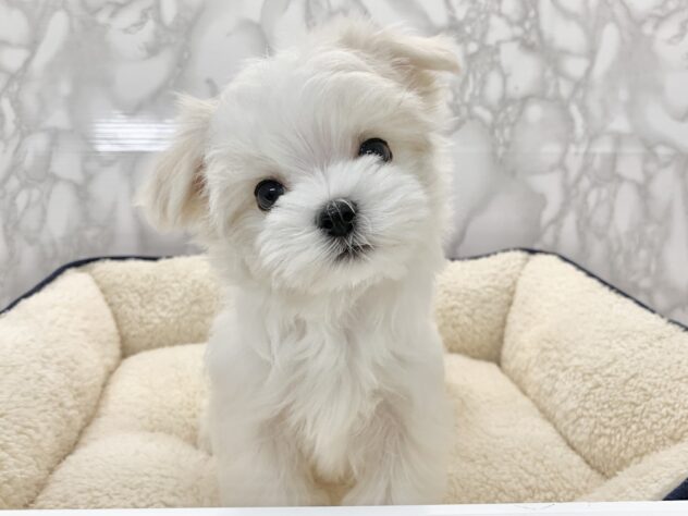 広島県のマルチーズ (アミーゴ宇品店/2025年2月16日生まれ/女の子/ホワイト)の子犬