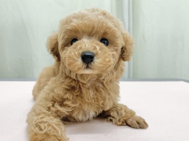 広島県のトイプードル(トイ) (アミーゴ宇品店/2025年2月18日生まれ/女の子/オレンジフォーン)の子犬